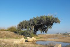 dado-beach-haifa-lihi-laszlo-2011-24