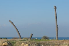 dado-beach-haifa-lihi-laszlo-2011-3