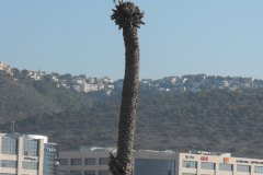 dado-beach-haifa-lihi-laszlo-2011-5