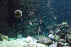 Bergen-Aquarium-2010-Lihi-Laszlo_14