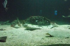 Bergen-Aquarium-2010-Lihi-Laszlo_16