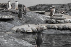 Bergen-Aquarium-2010-Lihi-Laszlo_30