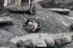 Bergen-Aquarium-2010-Lihi-Laszlo_35