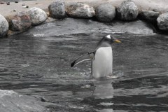 Bergen-Aquarium-2010-Lihi-Laszlo_50