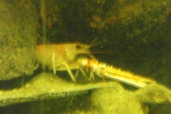 Bergen-Aquarium-2010-Lihi-Laszlo_62