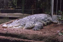 Bergen-Aquarium-2010-Lihi-Laszlo_65