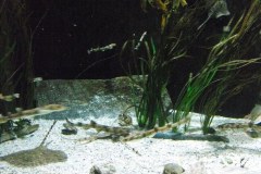 Bergen-Aquarium-2010-Lihi-Laszlo_8