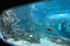 Bergen-Aquarium-2010-Lihi-Laszlo_87