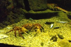 Bergen-Aquarium-2010-Lihi-Laszlo_92