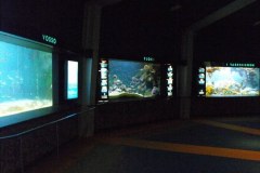 Bergen-Aquarium-2010-Lihi-Laszlo_93