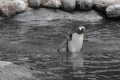 Bergen-Aquarium-2010-Lihi-Laszlo_99