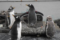 Bergen-Aquarium.1-2010-Lihi-Laszlo_16