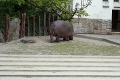 Budapest-Zoo-Lihi-Laszlo-2014_6