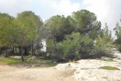 Canada-Park-Looking-over-Ayalon-Valley-Lihi-Laszlo-December-2011