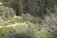 Latrun-Lihi-Laszlo-December-2011_30