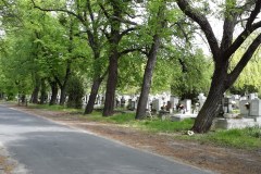 Budapest-Cemetery-Lihi-Laszlo-2014_10