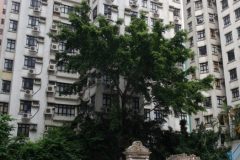 Hong-Kong-Happy-Valley-Jewish-Cemetery-Lihi-Laszlo-Sep-2018_4-rotated