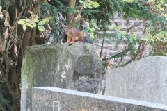 Melaten-Friedhof-Lihi-Laszlo-Sep-2022_57